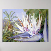 Strelitzia by Marianne North - Exotische Landschaf Poster (Vorne)
