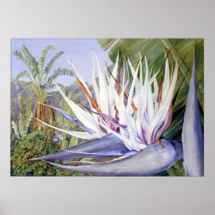 Strelitzia by Marianne North - Exotische Landschaf Poster