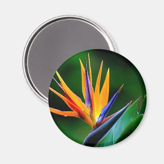 Strelitzia. Der Vogel der paradiesischen Blume. Magnet (Vorderseite/Rückseite)