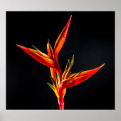 Strelitzia, der Vogel der paradiesischen Blume Poster (Vorne)