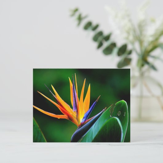 Strelitzia. Der Vogel der paradiesischen Blume. Postkarte (Stehend Vorderseite)