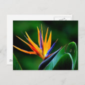 Strelitzia. Der Vogel der paradiesischen Blume. Postkarte (Vorne/Hinten)