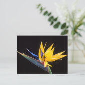 Strelitzia. Der Vogel der paradiesischen Blume. Postkarte (Stehend Vorderseite)