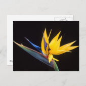 Strelitzia. Der Vogel der paradiesischen Blume. Postkarte (Vorne/Hinten)