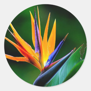 Strelitzia. Der Vogel der paradiesischen Blume. Runder Aufkleber