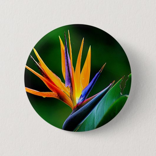 Strelitzia. Paradiesvogel Blume Button (Vorderseite)
