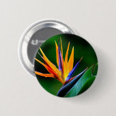 Strelitzia. Paradiesvogel Blume Button (Vorne & Hinten)