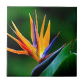 Strelitzia. Paradiesvogel Blume Fliese (Vorderseite)