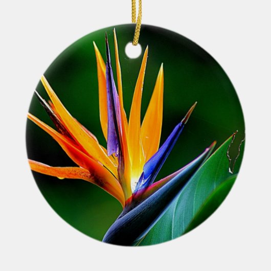 Strelitzia. Paradiesvogel Blume Keramikornament (Vorne)