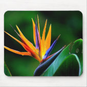 Strelitzia. Paradiesvogel Blume Mousepad (Vorne)