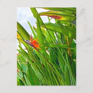 Strelitzia Reginae & Blätter Postkarte