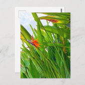 Strelitzia Reginae & Blätter Postkarte (Vorne/Hinten)