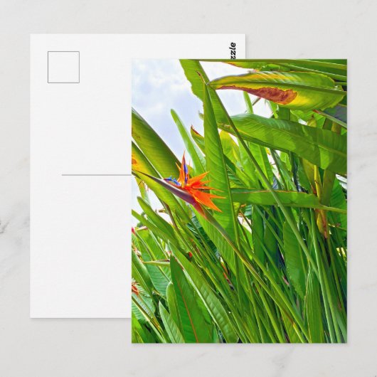 Strelitzia Reginae & Blätter Postkarte (Vorne/Hinten)