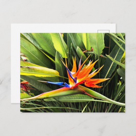 Strelitzia Reginae Postkarte (Vorne/Hinten)