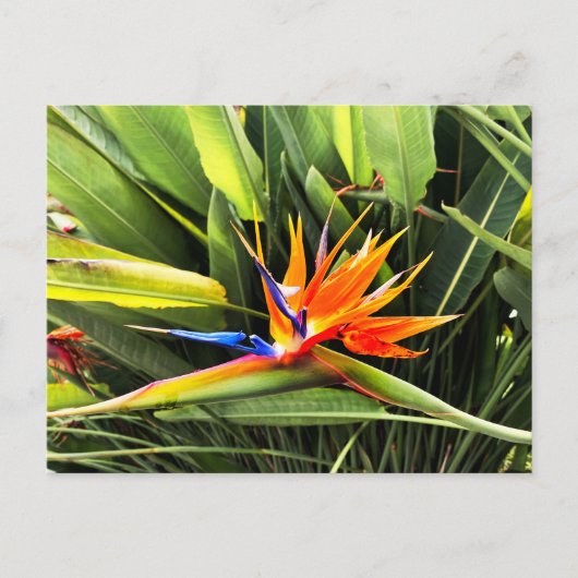 Strelitzia Reginae Postkarte (Vorderseite)