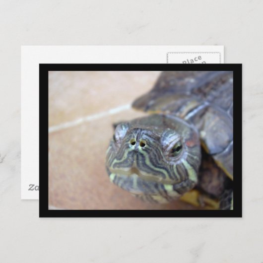 Strelka schließt postkarte (Vorne/Hinten)