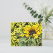 Streng an der Sonne ... Postkarte (Stehend Vorderseite)
