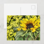 Streng an der Sonne ... Postkarte (Vorne/Hinten)