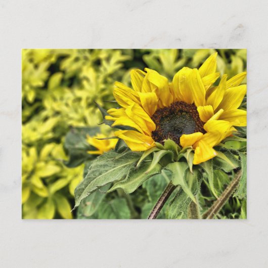 Streng an der Sonne ... Postkarte (Vorderseite)