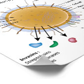 Strep pyogenes beschriftet Diagramm. Poster (Ecke)