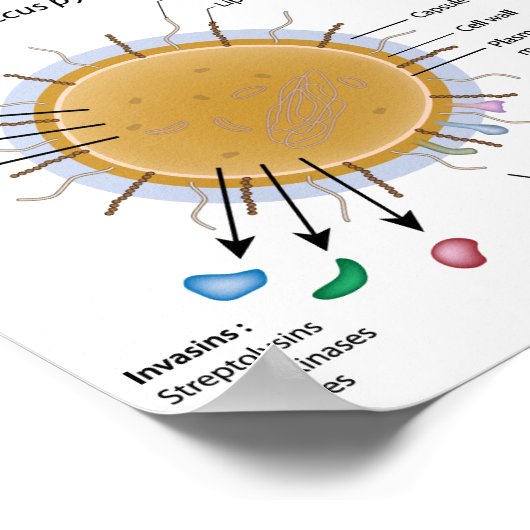 Strep pyogenes beschriftet Diagramm. Poster (Ecke)