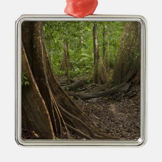 Stress Roots. Regenwald, Mapari Rupuni, 2 Silbernes Ornament (Vorne)