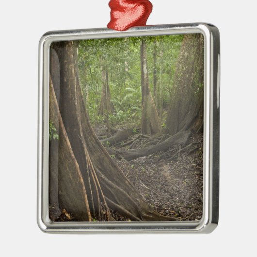 Stress Roots. Regenwald, Mapari Rupuni, 2 Silbernes Ornament (Links)