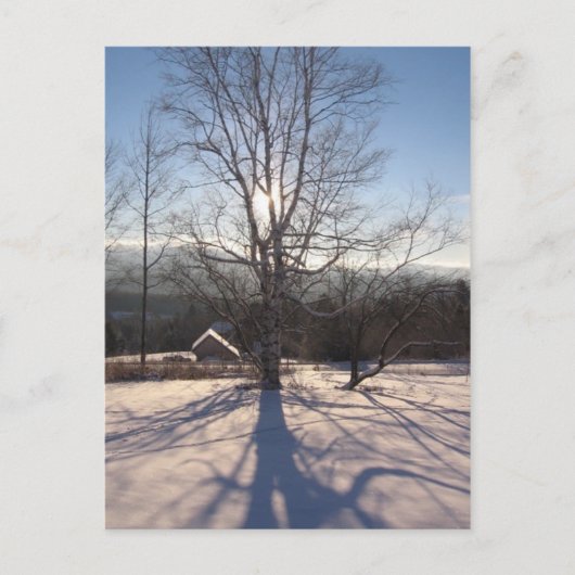 Stretchbirke Postkarte (Vorderseite)