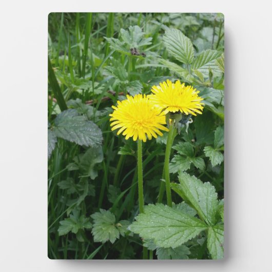 Stretched Canvas Print Fotoplatte (Vorderseite)