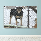 Stretched Canvas Print Hund hinter Zaun Leinwanddruck (Insitu (Holzboden))