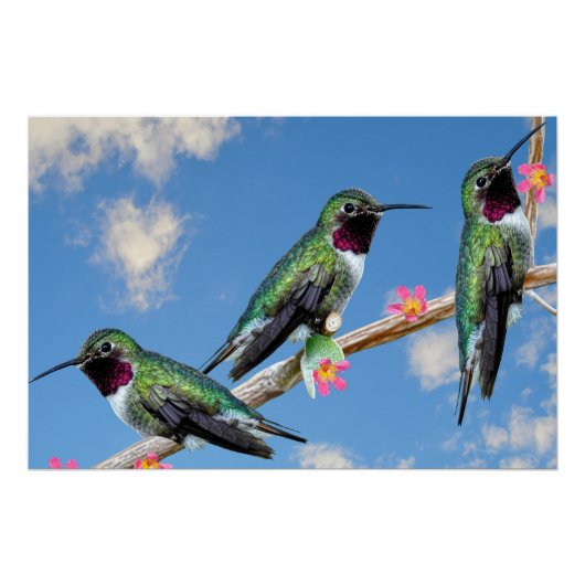 Stretched Canvas Print Three Hummingbird Poster (Vorderseite)