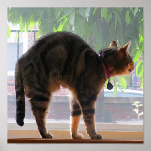 Stretching Indigo Poster (Vorne)