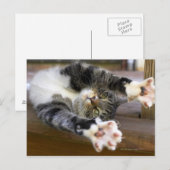 Stretching von Katzen, drinnen Postkarte (Vorne/Hinten)