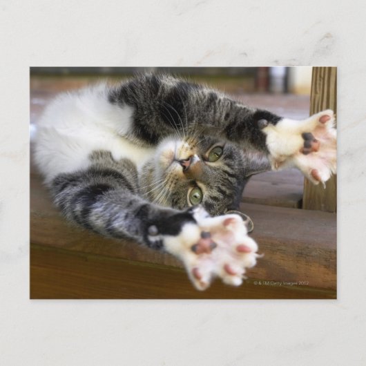 Stretching von Katzen, drinnen Postkarte (Vorderseite)