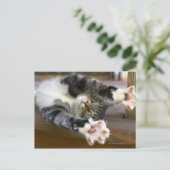 Stretching von Katzen, drinnen Postkarte (Stehend Vorderseite)
