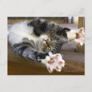 Stretching von Katzen, drinnen Postkarte