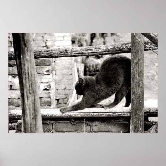 Stretchkatze Poster (Vorne)