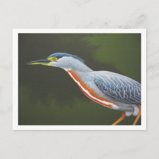 Striated Heron Postkarte