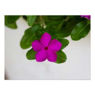 Strickende rosa Madagaskar Periwinkle Blume drucke