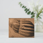 Strickte Muschel Postkarte (Stehend Vorderseite)