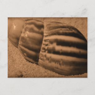 Strickte Muschel Postkarte