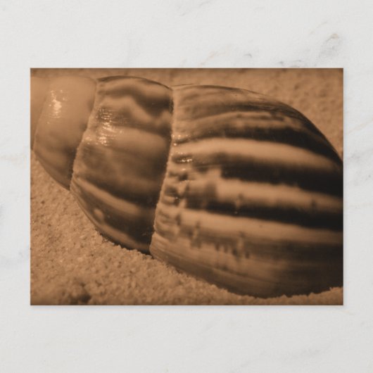 Strickte Muschel Postkarte (Vorderseite)