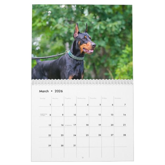 Strictly Dobermans Calendar 2026 Kalender (Mär 2026)