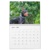 Strictly Dobermans Calendar 2026 Kalender (Mär 2027)