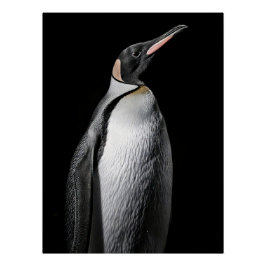 Striking High Contrast Emperor Penguin Fine Art Poster