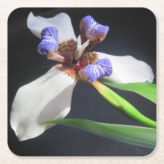 Strikter Iris Party Untersetzer (Vorderseite)