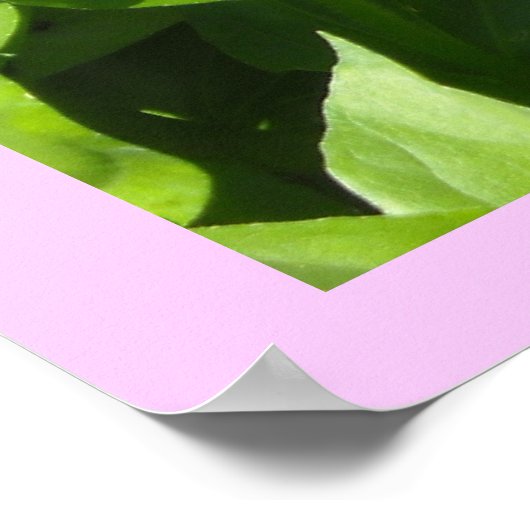 Strikter Rosa Zinnia Poster (Ecke)