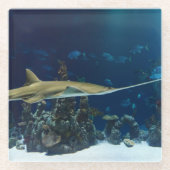 Strikter Sawfish Glasuntersetzer (Vorderseite)