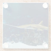 Strikter Sawfish Glasuntersetzer (Rückseite)