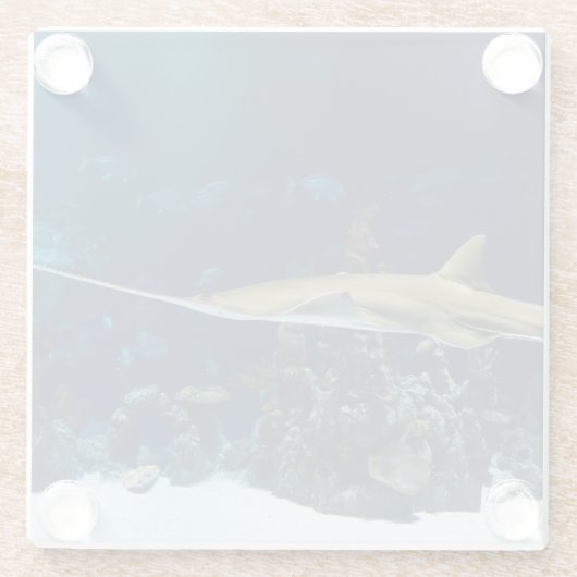 Strikter Sawfish Glasuntersetzer (Rückseite)